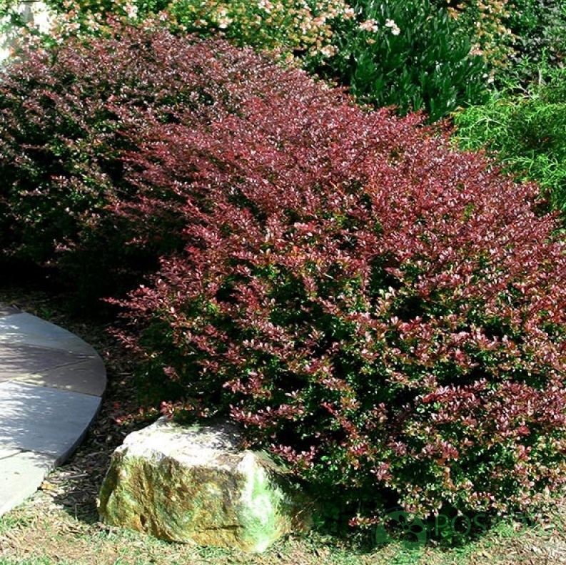 картинка Барбарис Тунберга Red Chief (Ред Чиф) 