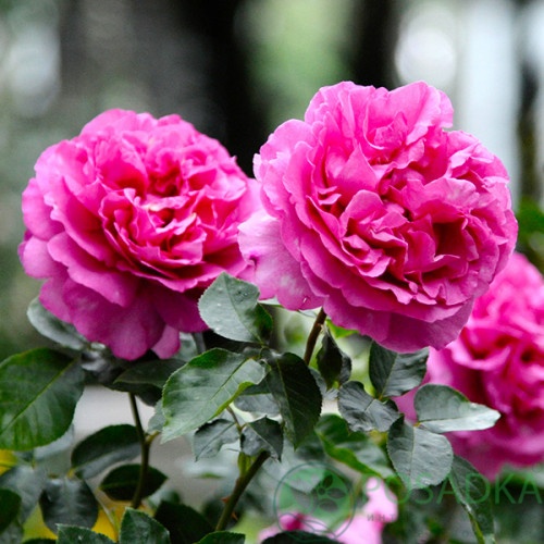 картинка Роза чайно-гибридная Ив Пьяже (Yves Piaget) 