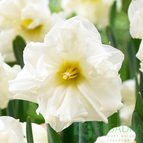 картинка Нарцисс Colblanc  картинка Нарцисс Colblanc