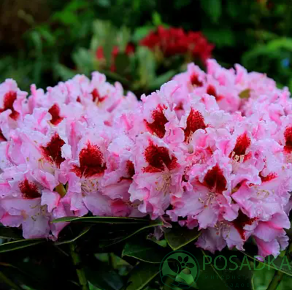 картинка Рододендрон Королева Ядвига 