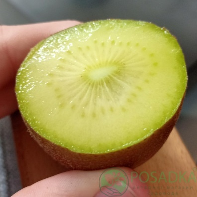 картинка Киви Итальянский Бессемянный 