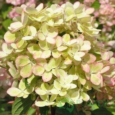 картинка Гортензия на штамбе Pastel Green 