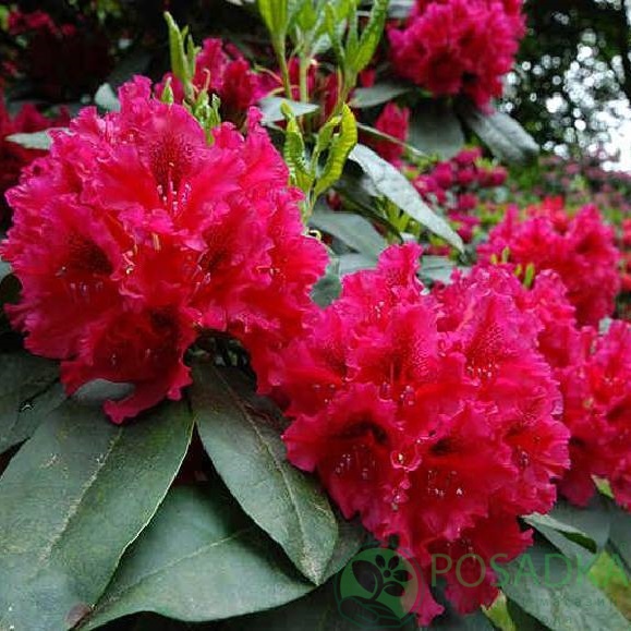 картинка Рододендрон гибридный "Taragona" 