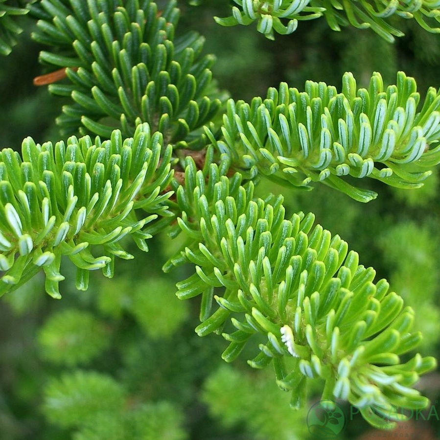 картинка Пихта Фразера (Abies fraseri) 