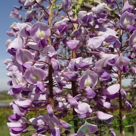 картинка Глициния обильноцветущая Royal Purple  картинка Глициния обильноцветущая Royal Purple