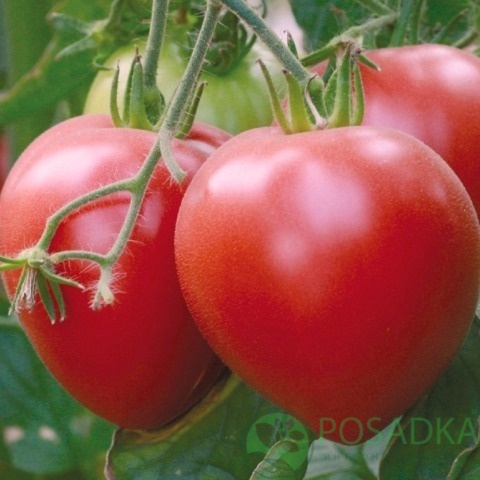 картинка Семена Томат Вельможа (0.1гр, SeedEra 