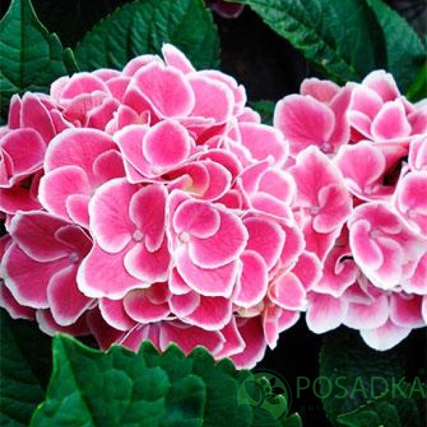 картинка Гортензия крупнолистная Tivoli pink (Тиволи Пинк) 