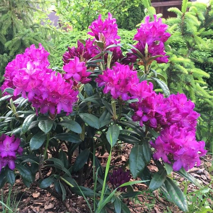 картинка Рододендрон королевский Royal Lilac 