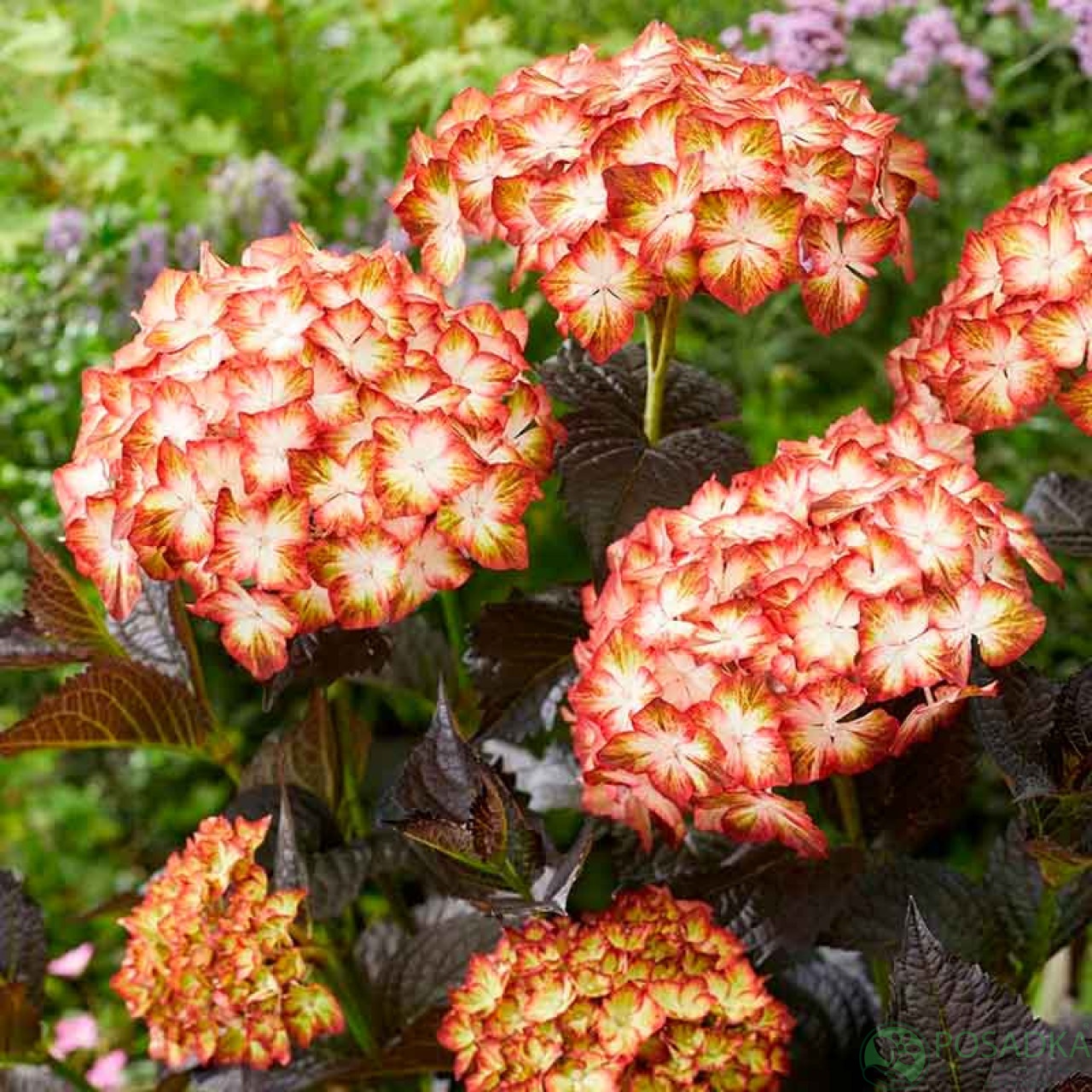 картинка Гортензия крупнолистная Black Diamonds Light my Fire 