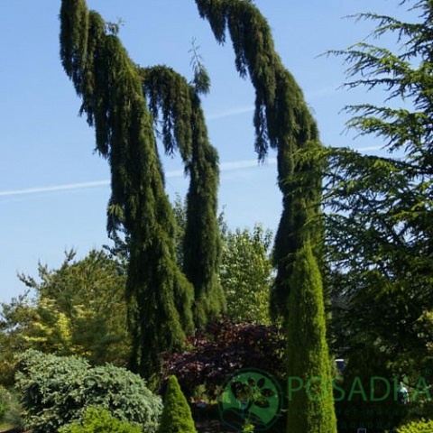 картинка Секвойядендрон гигантский Pendulum 