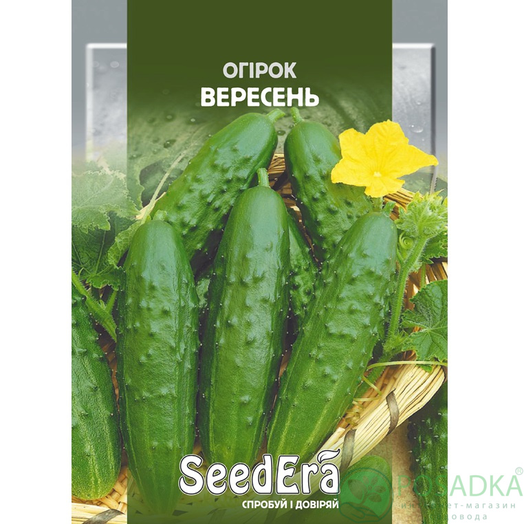 картинка Семена огурец Сентябрь 10 г, Seedera картинка Семена огурец Сентябрь 10 г, Seedera
