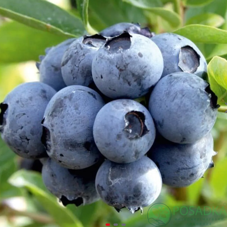 картинка Голубика 3 летняя Норд Кантри (контейнер С2) 