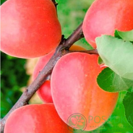 картинка Абрикос Леди кот 