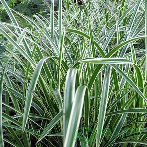 картинка Осока птиценогая Variegata картинка Осока птиценогая Variegata