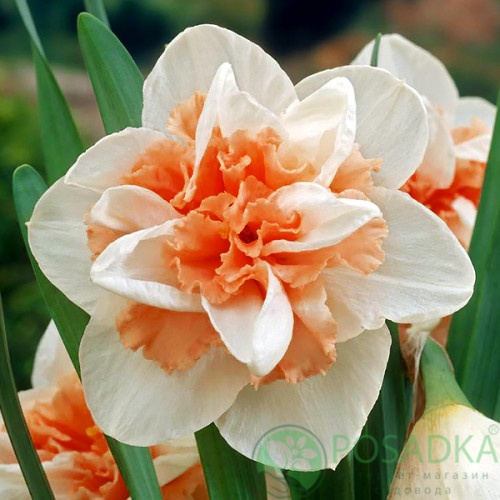 картинка Нарцисс Delnashaugh (3 шт) 
