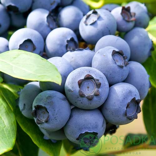 картинка Голубика 3 летняя Норд Кантри (контейнер С2) 