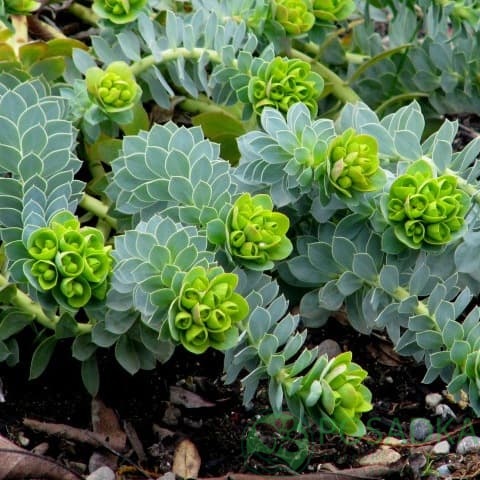 картинка Молочай миртолистный 