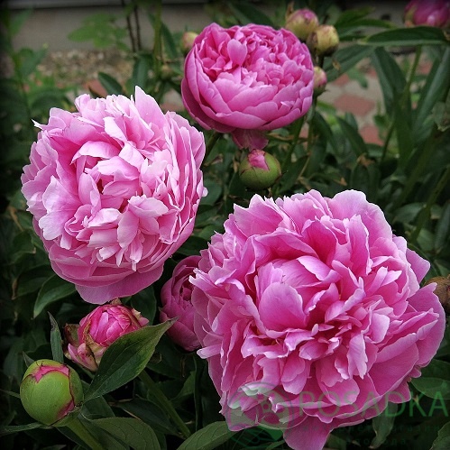 картинка Пион древовидный Paeonia suffr. pink 