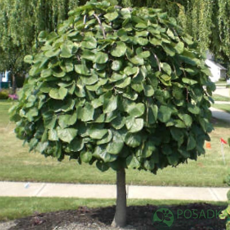 картинка Церцис канадский Covey 