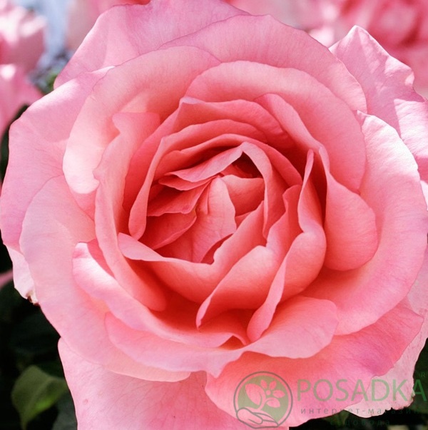 картинка Роза чайно-гибридная Нобилис 