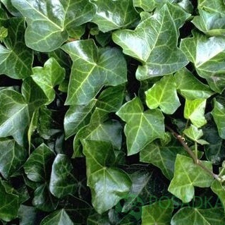 картинка Плющ обыкновенный Woerner 