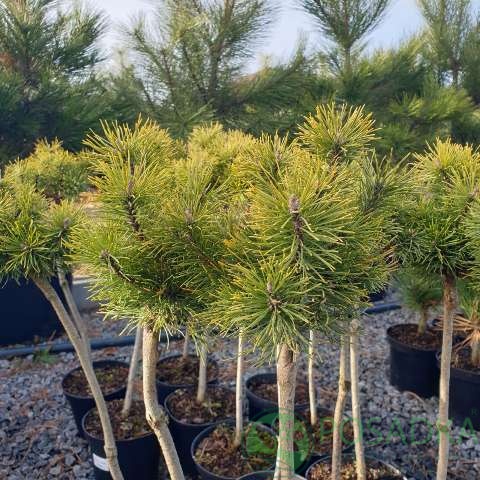 картинка Сосна горная Oфир (Ophir) на штамбе C3 