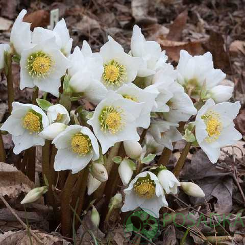 картинка Морозник черный (Helleborus niger) 