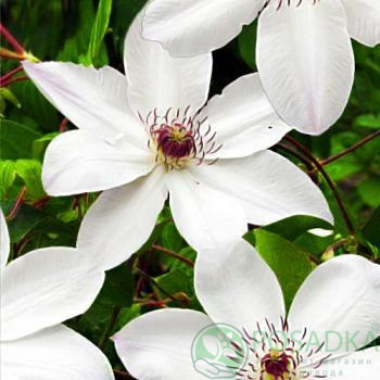 картинка Клематис Matka Urszula Ledochowska 