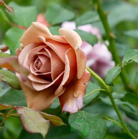 картинка Роза флорибунда Коко Локо 