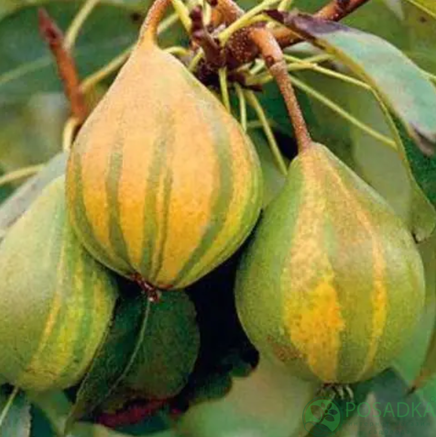 картинка Груша азиатская Писанка 