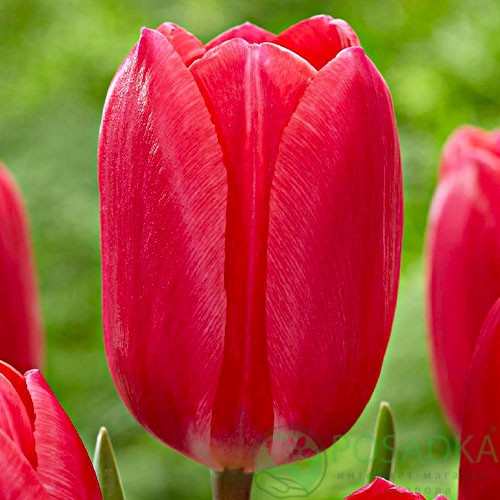 картинка Тюльпан Cherry Delight 