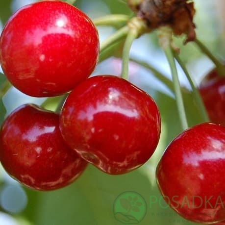 картинка Черешня Майская 