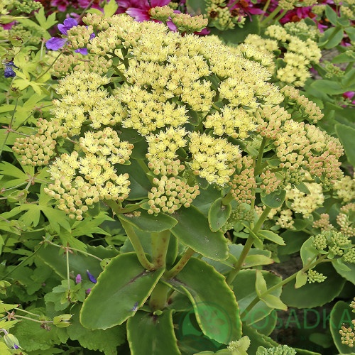 картинка Очиток (седум) Citrus Twist  картинка Очиток (седум) Citrus Twist