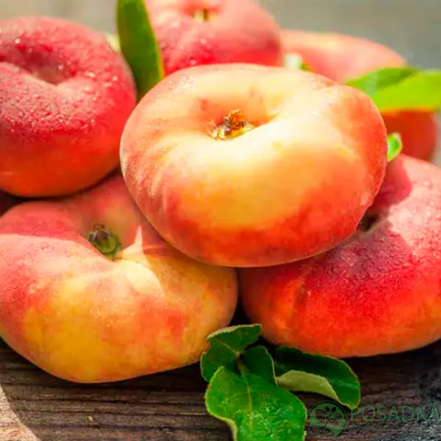 картинка Персик инжирный Бельмондо 