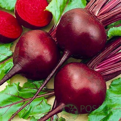 картинка Семена Свекла столовая Сок Бургундии 2 г Seedera 