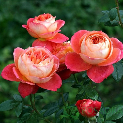 картинка Роза флорибунда Куин оф Хартс (Queen of Hearts) 