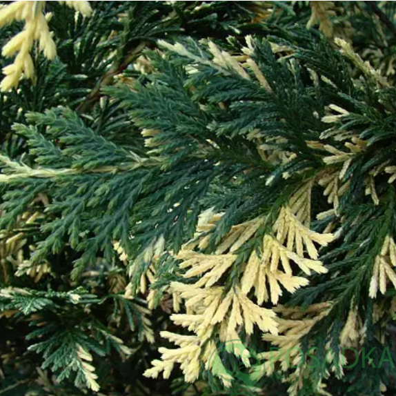 картинка Кипарисовик Variegata 