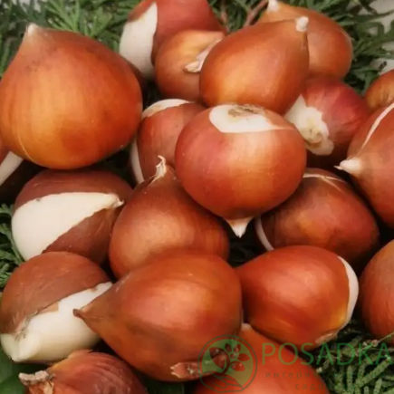 картинка Тюльпан Apricot Delight (3 шт) р9 картинка Тюльпан Apricot Delight (3 шт) р9