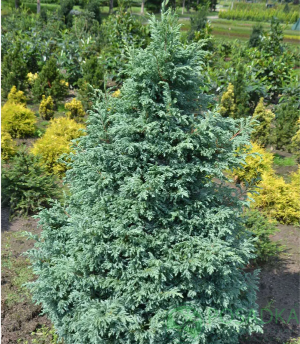 картинка Кипарисовик горохоплодный Boulevard 