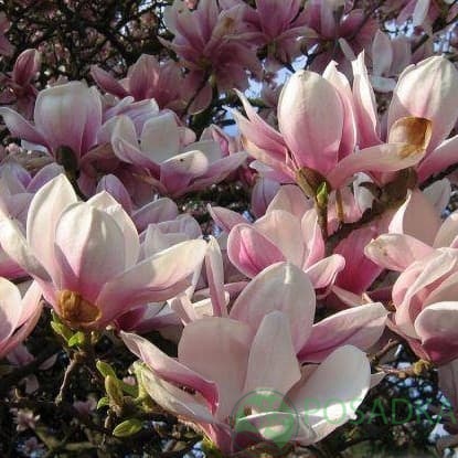 картинка Магнолия Пинки (Pinkie) 