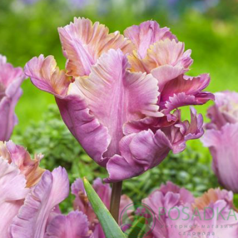 картинка Тюльпан Vovos  картинка Тюльпан Vovos