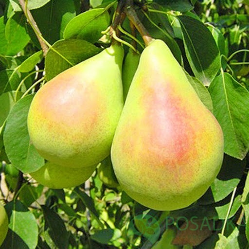 картинка Груша Санта Мария 