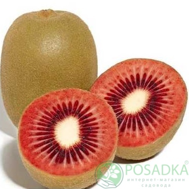 картинка Киви Zespri Red (красномясый) самоплодный 