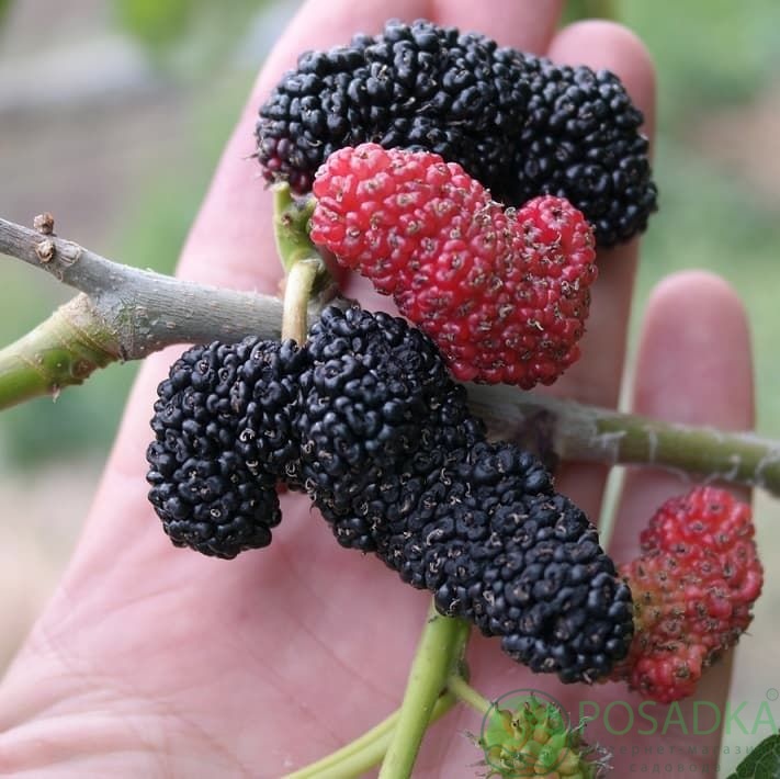 картинка Шелковица чёрная Королевская 