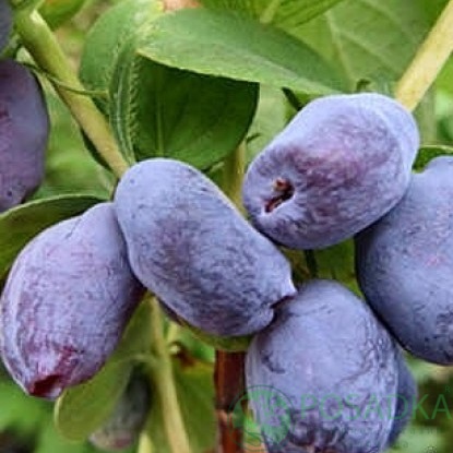 картинка Жимолость съедобная Сердце Гиганта (Giant's Heart)  картинка Жимолость съедобная Сердце Гиганта (Giant's Heart)