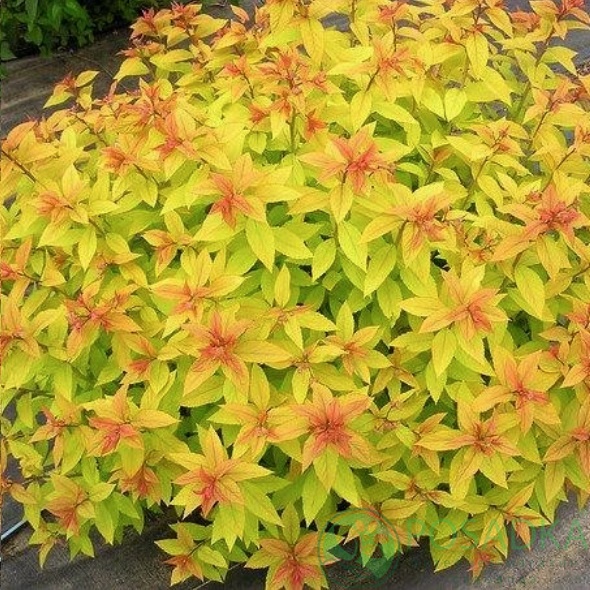 картинка Спирея японская Голдмаунд (Goldmound)  картинка Спирея японская Голдмаунд (Goldmound)