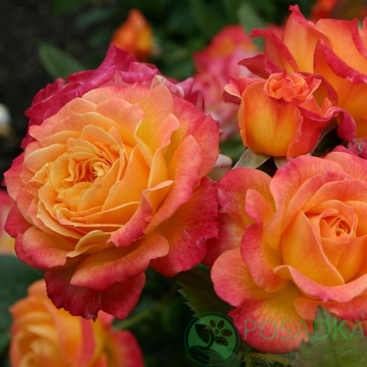 картинка Розы флорибунда Гартенспасс 