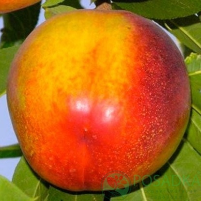 картинка Нектарин Харблейз 