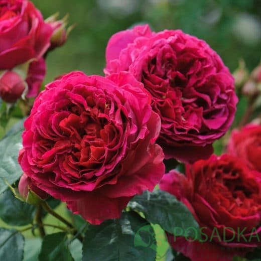 картинка Роза штамбовая Ред Леонардо да Винчи 