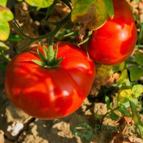 картинка Семена Томат Медвежья Лапа 0.1гр, SeedEra 